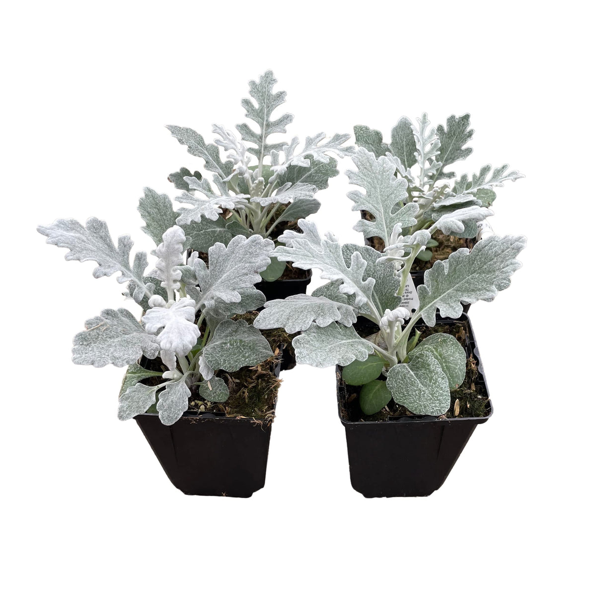 The Three Company live spring dusty miller pack with 6-inch pots highlights silver foliage for striking spring borders.