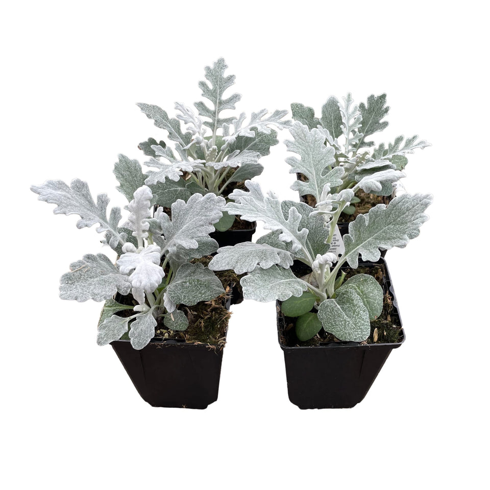 The Three Company live spring dusty miller pack with 6-inch pots highlights silver foliage for striking spring borders.