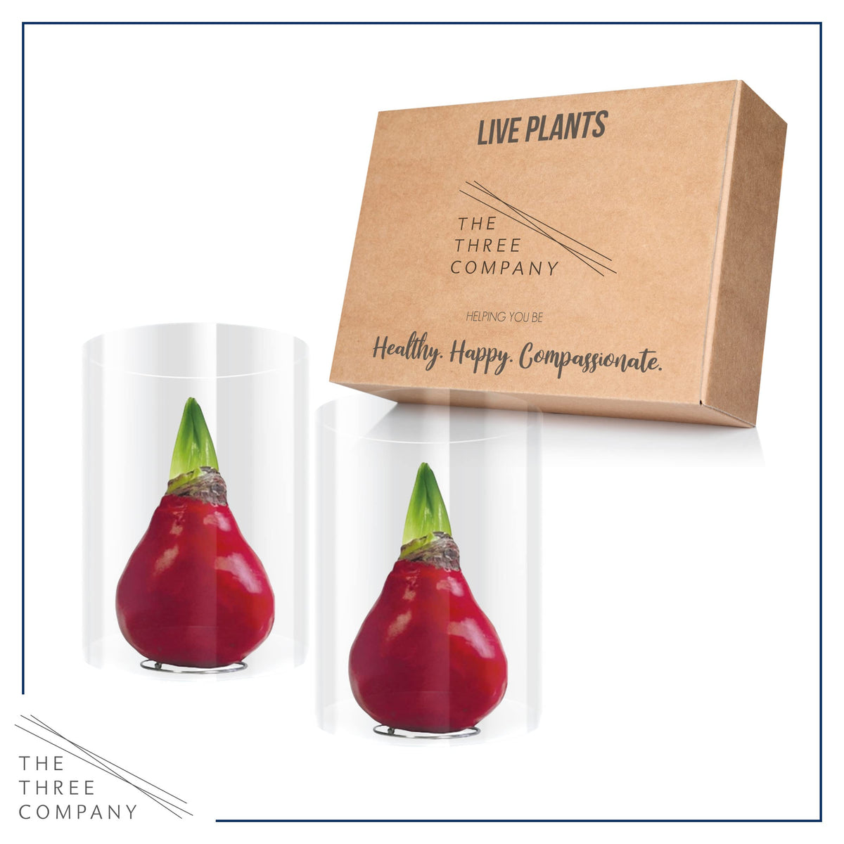 Three Company amaryllis 2-pack red wax for gift-ready display