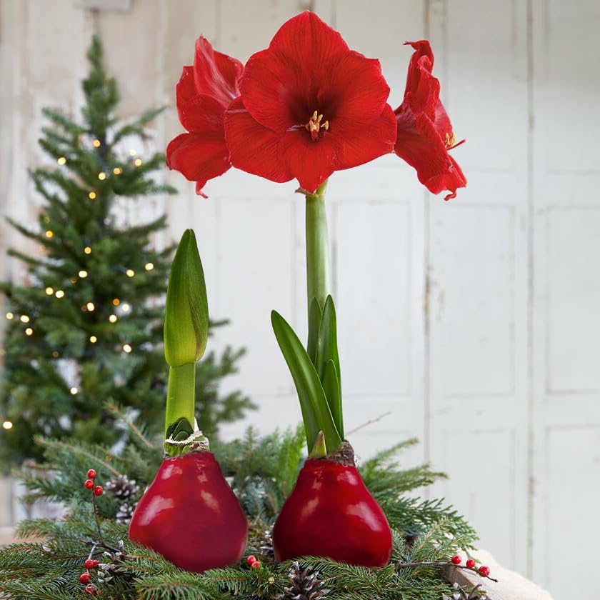 Close-up of red amaryllis bloom with wax finish by Three Company