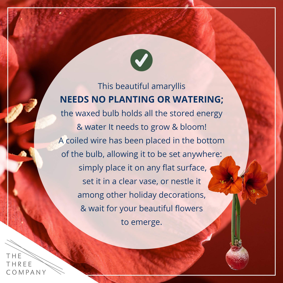 Three Company easy care amaryllis with no watering needed