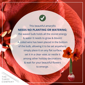 Three Company easy care amaryllis with no watering needed