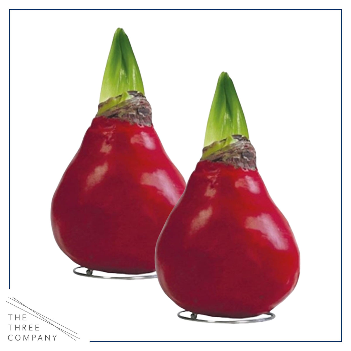 The Three Company live holiday gift plant ready to display