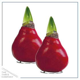 The Three Company live holiday gift plant ready to display