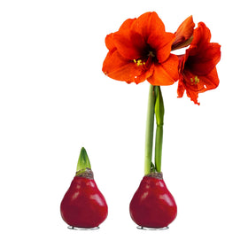 The Three Company waxed amaryllis bulb in vibrant red wax for festive decor