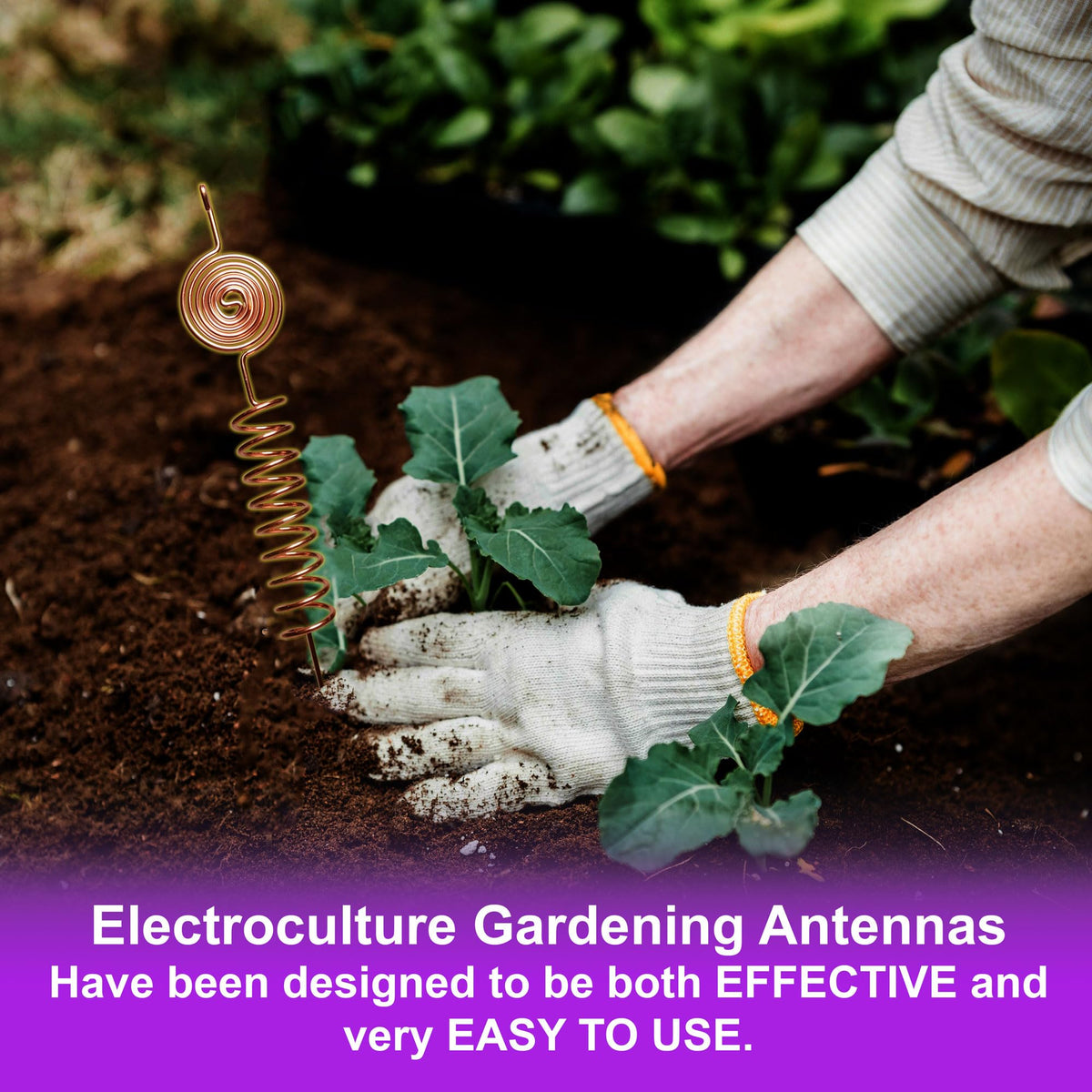Thrive Garden plant growth boost in garden beds and pots