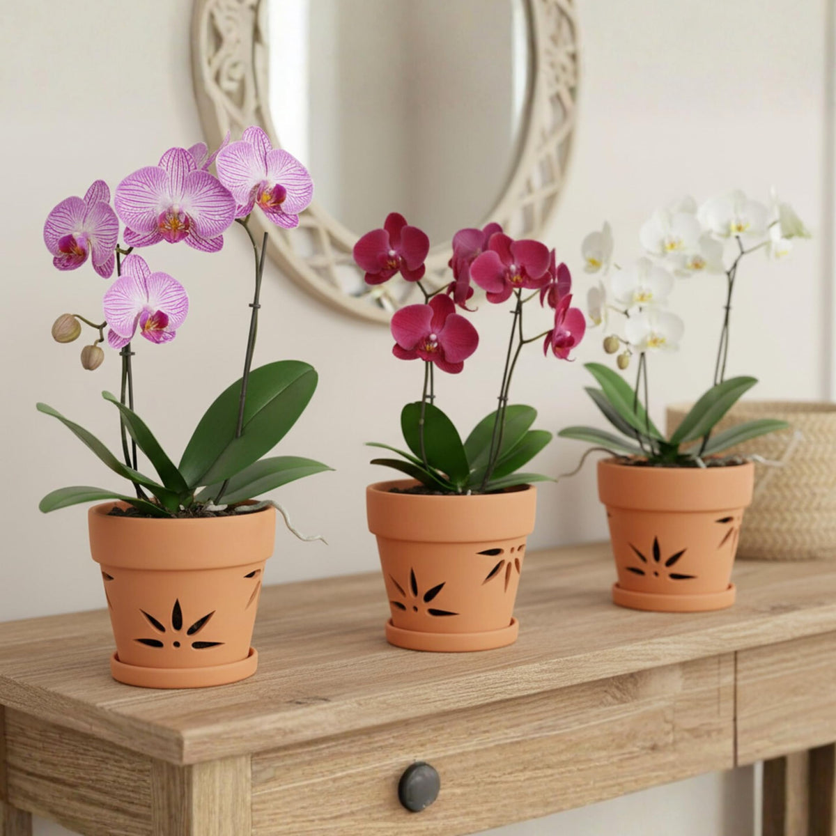Thriving Thicket orchid pot displayed for indoor and outdoor use.