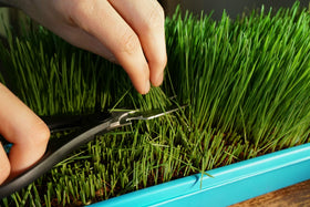 Thunder Acres cat grass growing setup shown on a windowsill.