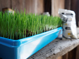 Thunder Acres cat grass seed bag ready for quick indoor cat enrichment.
