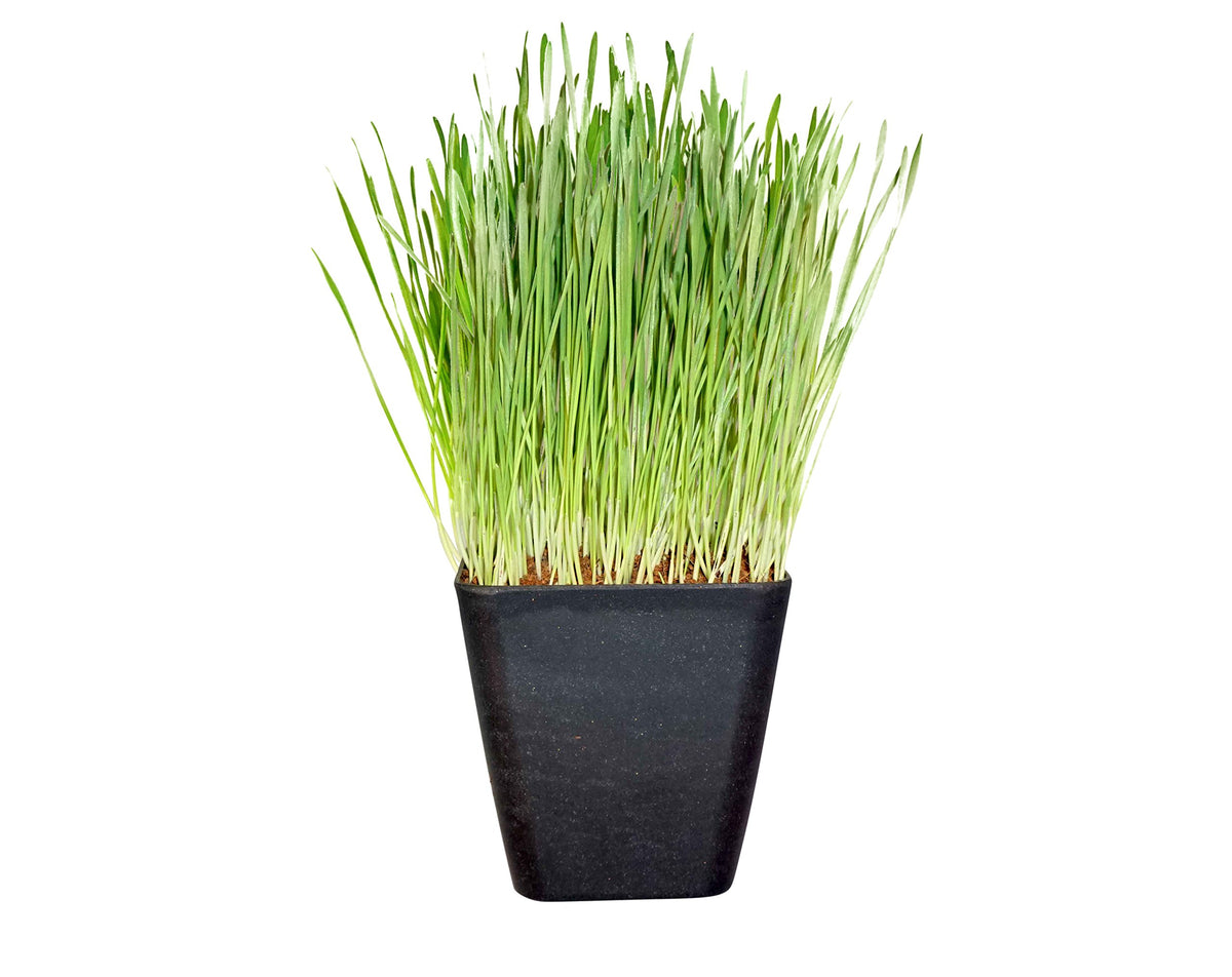 Thunder Acres wheatgrass seed sprouts and fresh microgreens in a home setup.