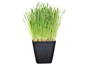 Thunder Acres wheatgrass seed sprouts and fresh microgreens in a home setup.