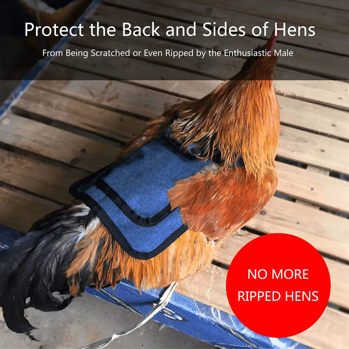 Thungeek red chicken saddle guards back during mating and movement