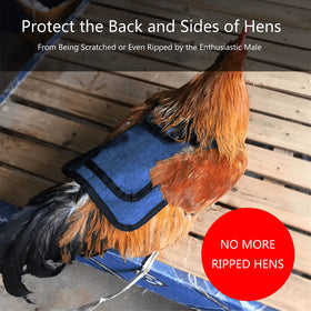 Thungeek red chicken saddle guards back during mating and movement