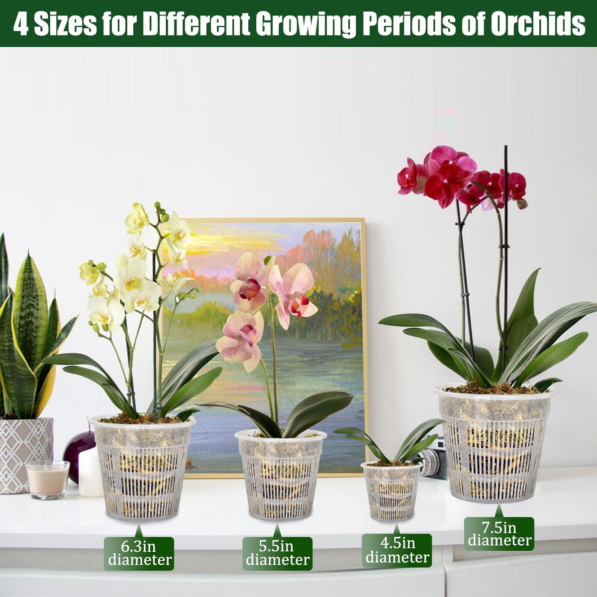Tialero 6.3-inch clear orchid pot highlighting drainage holes for airflow.
