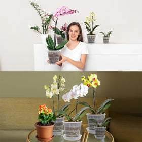 Tialero durable PP orchid pot resists cracks and warping