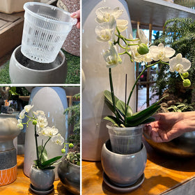 Tialero orchid pot 4.5in top view emphasizes airflow and compact footprint