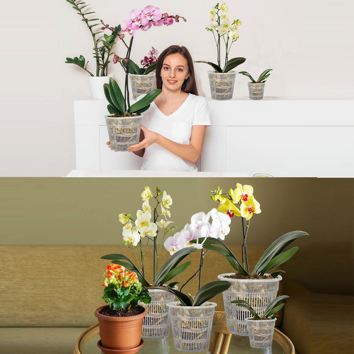 Tialero clear orchid pots suitable for indoor and outdoor display.