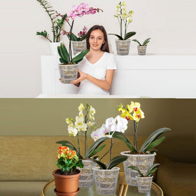 Tialero clear orchid pots suitable for indoor and outdoor display.