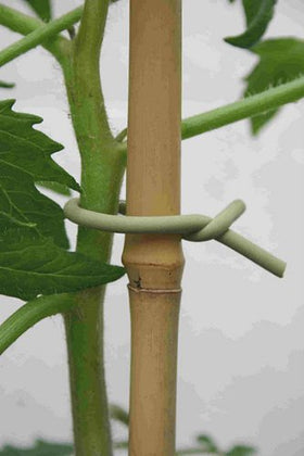 Tierra Garden Slim Soft-Tie around stems for discreet support.