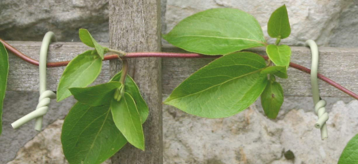 Tierra Garden Slim Soft-Tie guiding a climbing rose on a trellis.