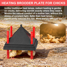 Tiflev brooder plate coop setup demonstrates easy, reliable chick care.