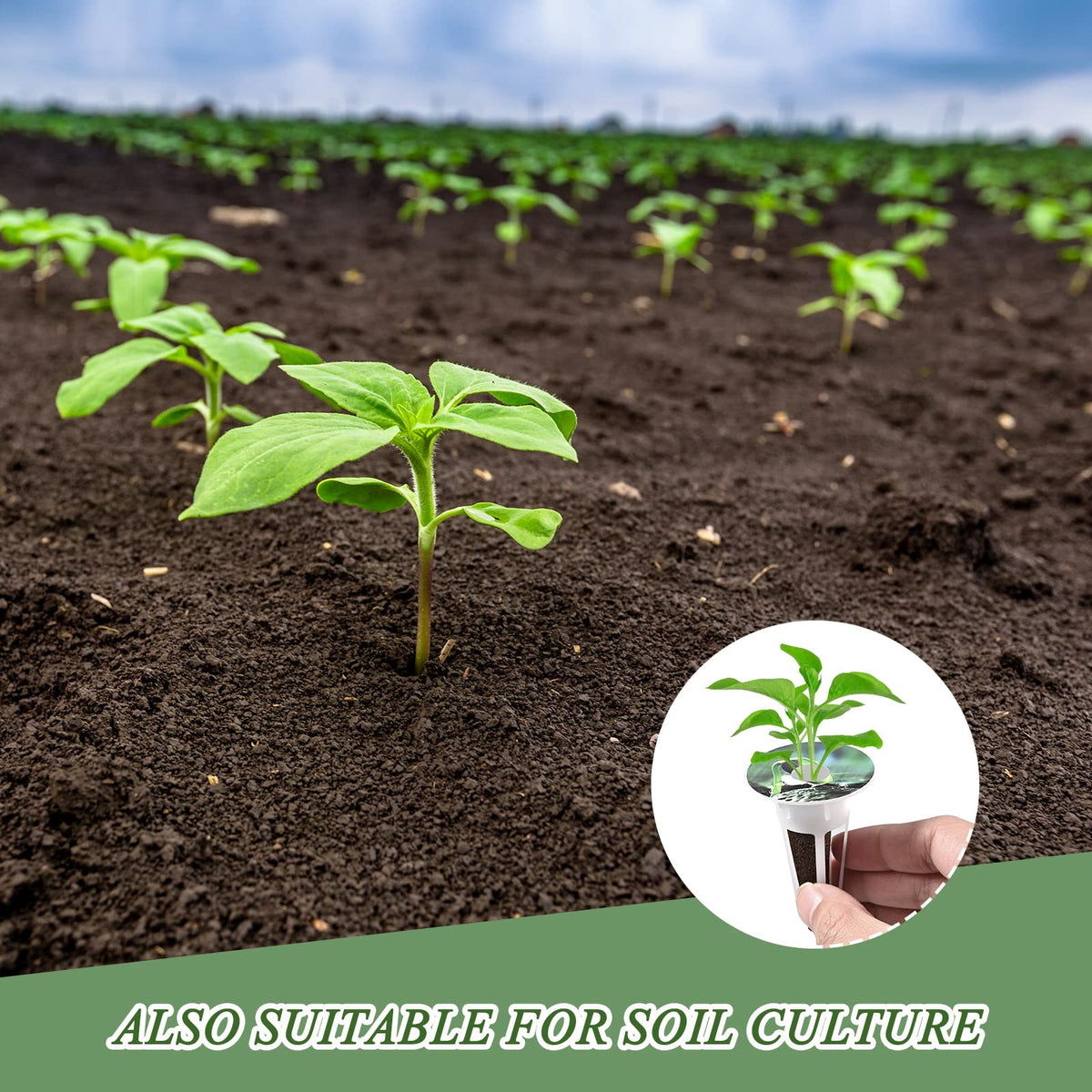 Tigvio nutrients and tweezer enabling precise feeding and transplanting.