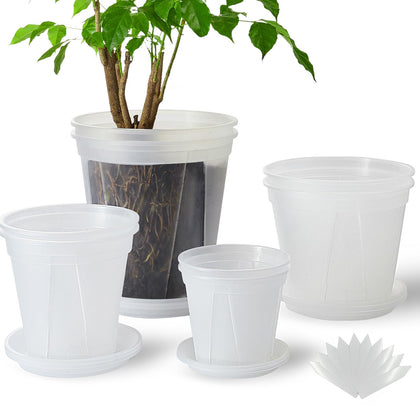 TineDew clear 5-inch nursery pot with visible roots and drainage holes.