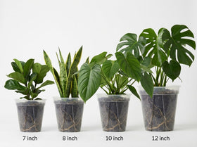 TineDew clear nursery pot 7-3 inch ideal for seed starting and small plants.