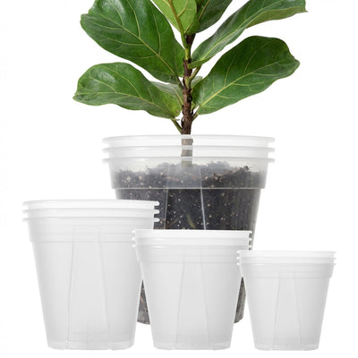 TineDew clear nursery pot with drainage holes for healthy roots and easy monitoring.