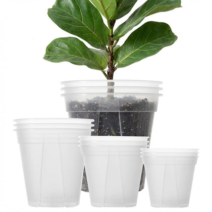TineDew clear nursery pot with drainage holes for healthy roots and easy monitoring.