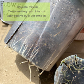 TineDew clear nursery pot for indoor outdoor use and versatile placement.
