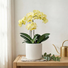 TineDew reusable dual-pot design simplifies watering and repotting tasks.
