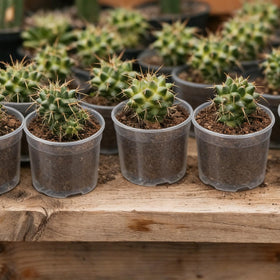 TINSKY 2-inch pot with drainage holes for proper watering and root health