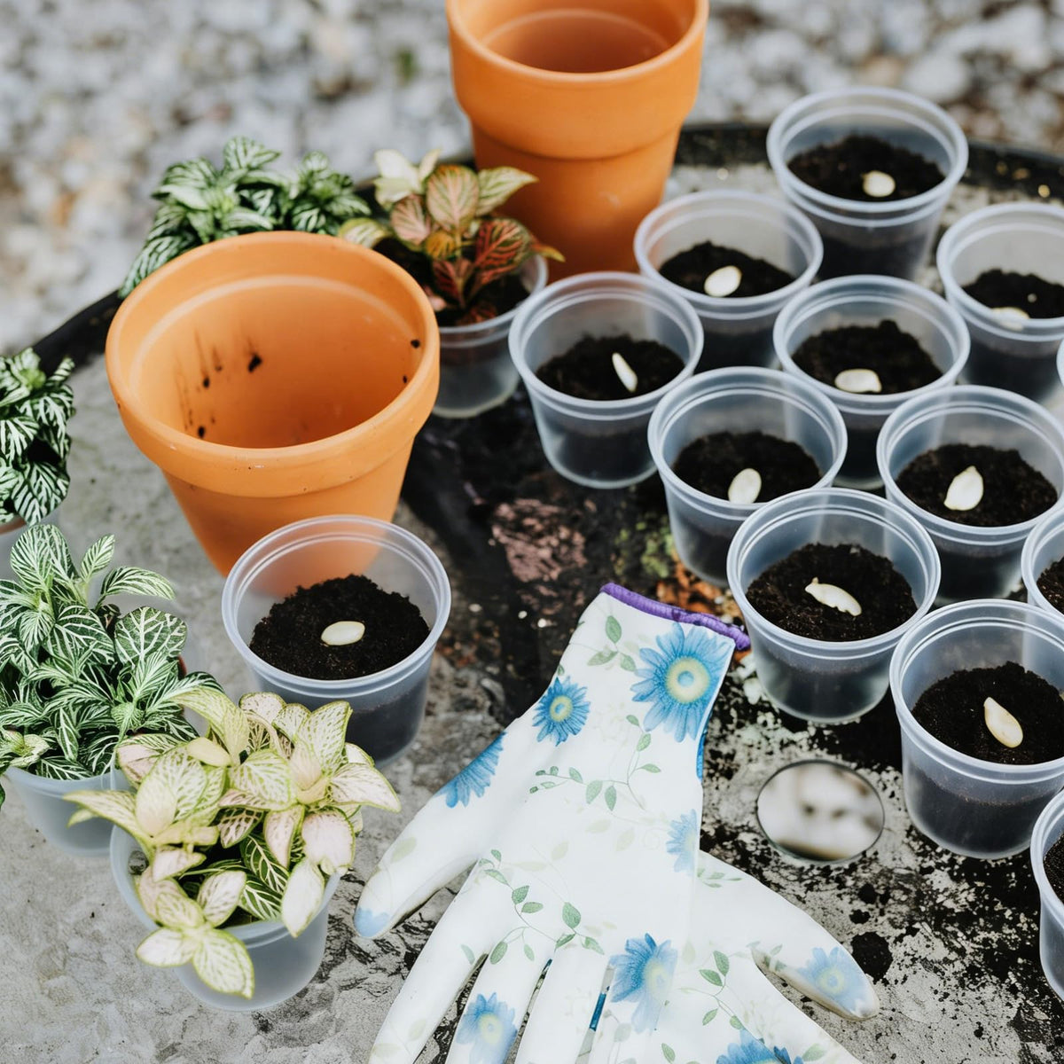 TINSKY clear plastic pot lets you monitor moisture and root development