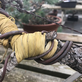 Tinyroots Bonsai Raffia shows branch protection against bark cracking