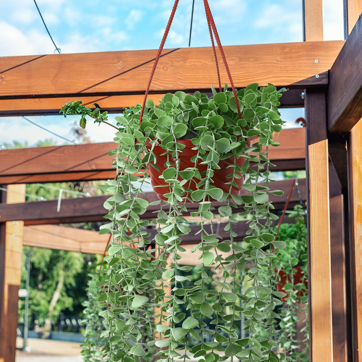 Tioncy coffee hanging planter with compact dimensions for desks and patios