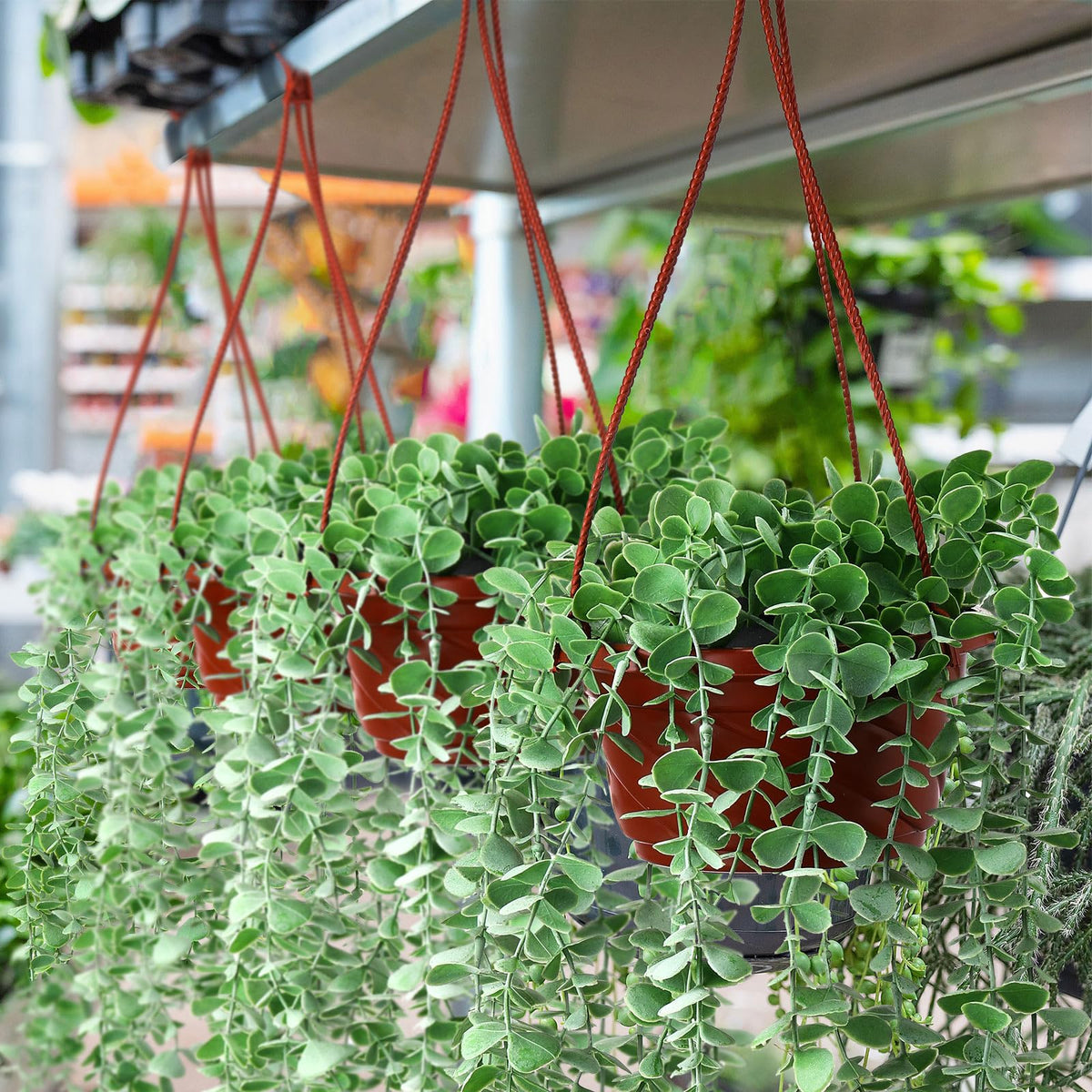 Tioncy coffee hanging planter packaging includes 50 pots and hooks for setup