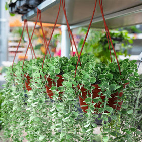 Tioncy coffee hanging planter packaging includes 50 pots and hooks for setup