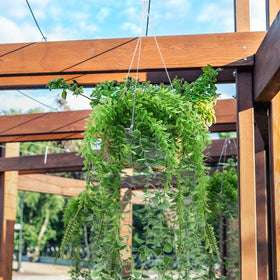 Tioncy indoor-outdoor-use supports flexible arrangement on shelves, balconies, patios, or offices.