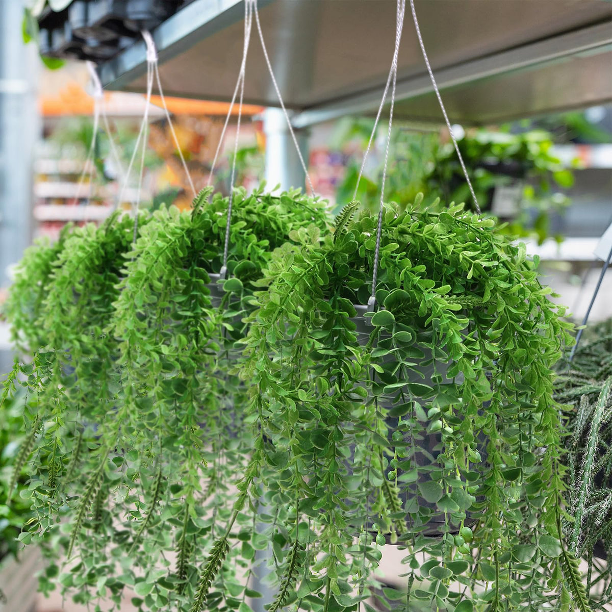 Tioncy small-to-medium-plant compatibility suits cacti, succulents, herbs, and ivy.