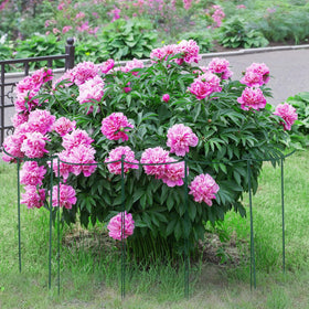 Tioncy linked stakes create a circular frame around a shrub.