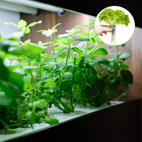 TISOHUGO root growth media supports healthy seedling development