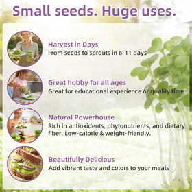 TitaniX ready-to-harvest alfalfa sprouts ideal for salads and wraps.