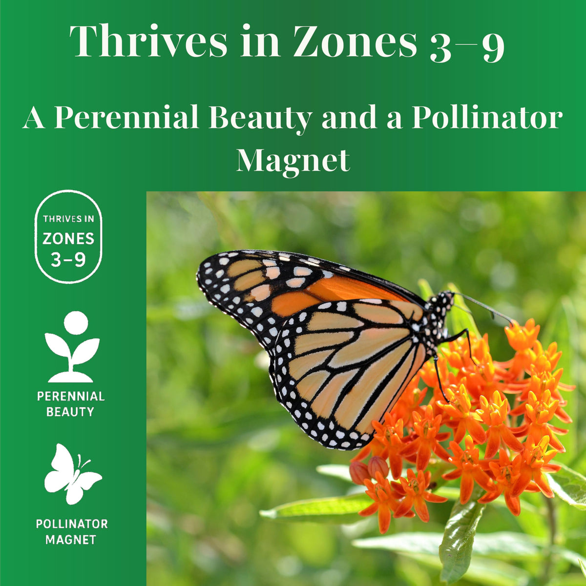 TKE Farms Butterfly Milkweed attracts monarchs and pollinators.