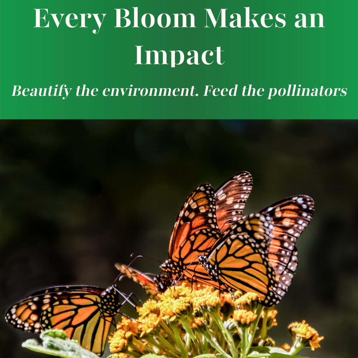 TKE Farms Butterfly Milkweed drought-tolerant and low-maintenance.