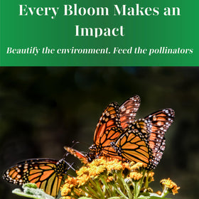 TKE Farms Butterfly Milkweed drought-tolerant and low-maintenance.