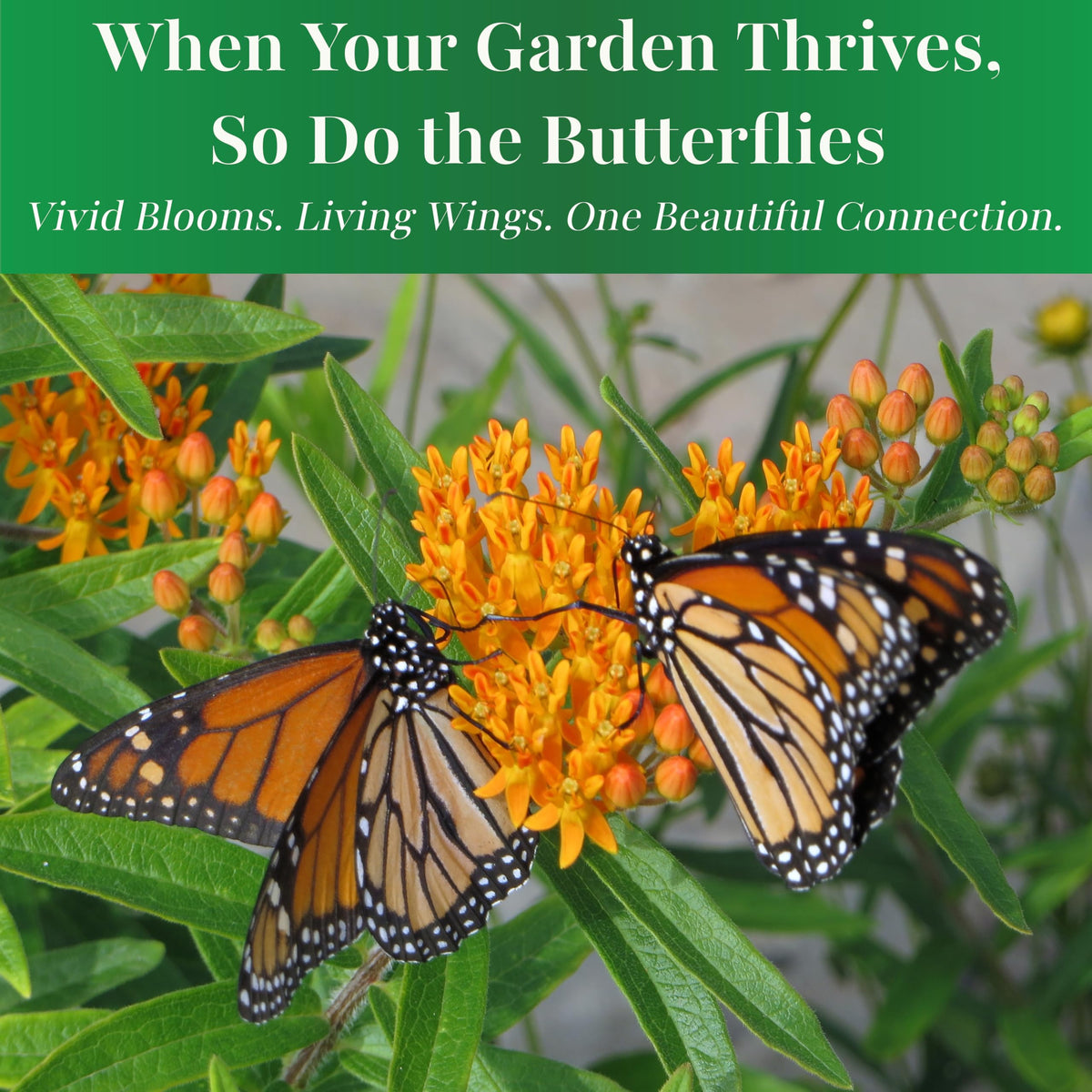 TKE Farms Butterfly Milkweed seed germination timing hint.