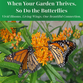 TKE Farms Butterfly Milkweed seed germination timing hint.