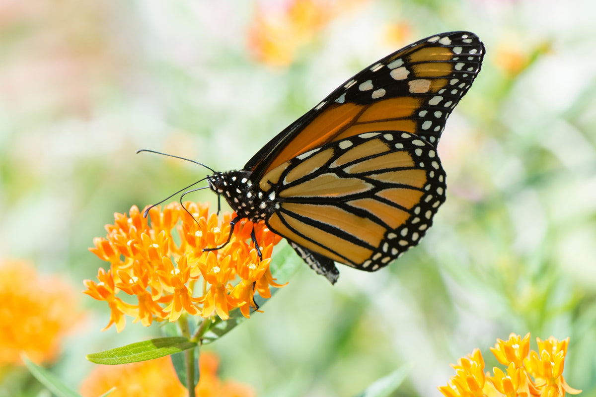 TKE Farms Butterfly Milkweed open-pollinated non-GMO seeds.