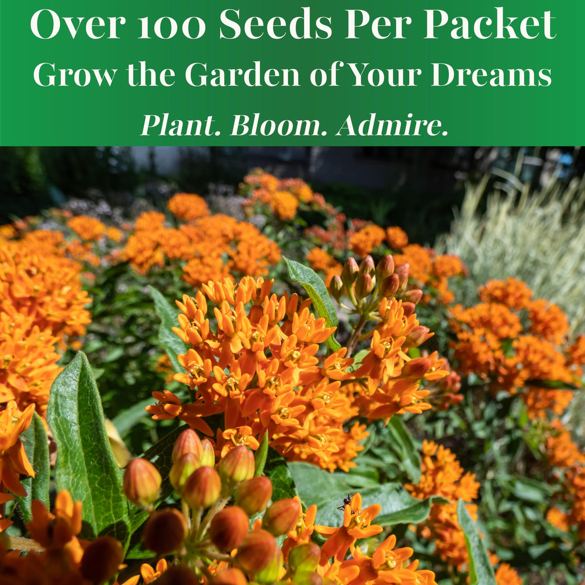 TKE Farms Butterfly Milkweed orange blooms brighten borders.